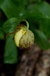 Kentuckey lady's slipper